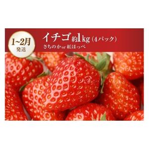 ふるさと納税 いちご 長崎県 島原市 CG08...の詳細画像4