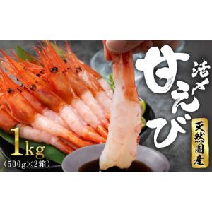 ふるさと納税 福井県 越前市 鮮度抜群の大きい甘エビ1kg小分け（総重量1.2kg）