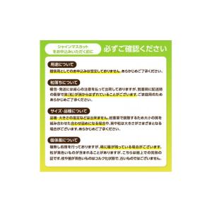 ふるさと納税 いちご 福岡県 八女市 福岡・八...の詳細画像5