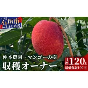 ふるさと納税 果物類 沖縄県 石垣市 限定1名様 「マンゴーの樹」収穫オーナー 権利(1年間) マンゴー 120玉(目標値)「100玉最低保証」 KB-25
