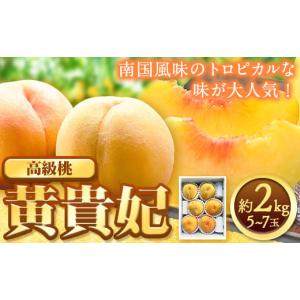 ふるさと納税 もも 和歌山県 紀の川市 先行予約 希少種 黄貴妃 約2kg 5-7玉入り 嶋農園《2026年9月上旬-9月末頃出荷》 和歌山県 紀の川市 桃 もも モモ フル…