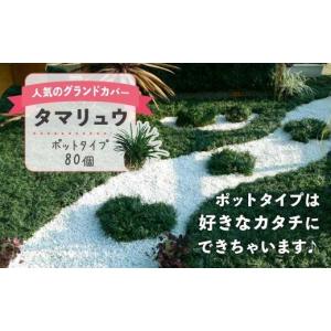 ふるさと納税 花・苗木 鹿児島県 大崎町 タマリュウ （玉竜） ポットタイプ（80個） 生産者直送 グランドカバー