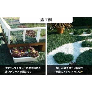 ふるさと納税 花・苗木 鹿児島県 大崎町 タマ...の詳細画像2