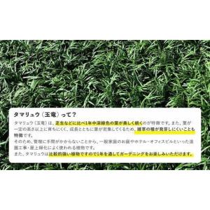 ふるさと納税 花・苗木 鹿児島県 大崎町 タマ...の詳細画像3