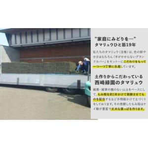ふるさと納税 花・苗木 鹿児島県 大崎町 タマ...の詳細画像4