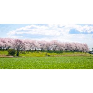 ふるさと納税 雑貨・日用品 岐阜県 輪之内町 ...の詳細画像4