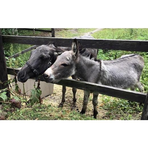 ふるさと納税 北海道 中富良野町 【ペンション　ラクレット】宿泊券（1名様分、朝・夕2食付）