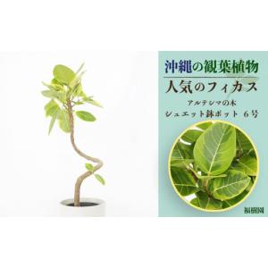 ふるさと納税 雑貨・日用品 苗木 茨城県 水戸市 ココスヤシ 幹高約1.5m