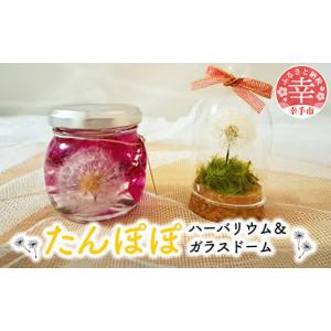 ふるさと納税 花・苗木 花束 埼玉県 幸手市 たんぽぽハーバリウム＆ガラスドーム - ハーバリウム ガラスドーム たんぽぽ 綿毛 インテリア ご自宅用 ギフトお祝…