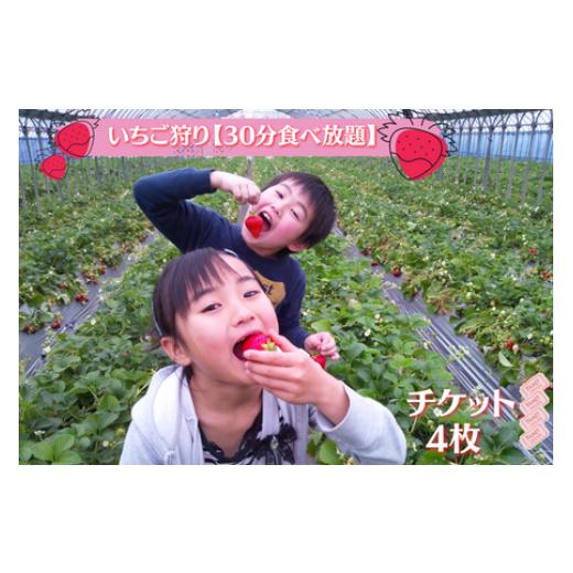 ふるさと納税 体験チケット 千葉県 東庄町  磯山観光いちご園 いちご狩り30分食べ放題チケット4枚...