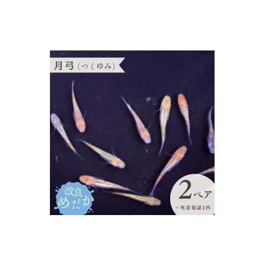 ふるさと納税 生き物 千葉県 八街市  月弓（つくゆみ） 美しき 改良めだか （２ペア＋死着保証１匹...