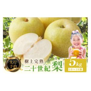 ふるさと納税 梨 京都府 京丹後市 2026年...の詳細画像1
