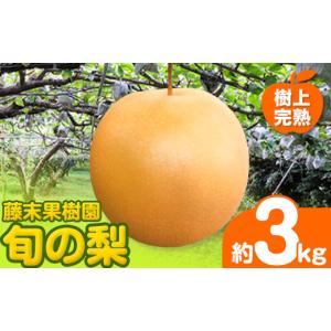 ふるさと納税 梨 熊本県 荒尾市 2026年先行予約 梨 旬の梨 約 3kg 藤末果樹園 熊本県荒尾市産 《7月中旬-10月上旬頃出荷》フルーツ 果物 荒尾梨 はつまる 幸…