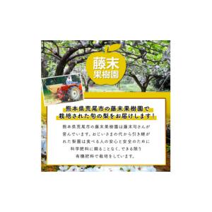 ふるさと納税 梨 熊本県 荒尾市 2026年先...の詳細画像3