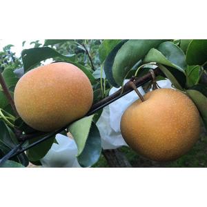 ふるさと納税 梨 福島県 白河市 先行予約 定...の詳細画像2