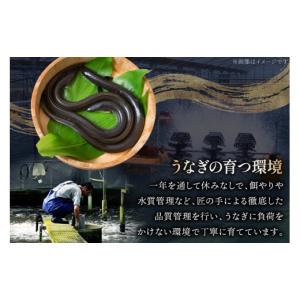 ふるさと納税 うなぎ 宮崎県 日向市 うなぎ ...の詳細画像5