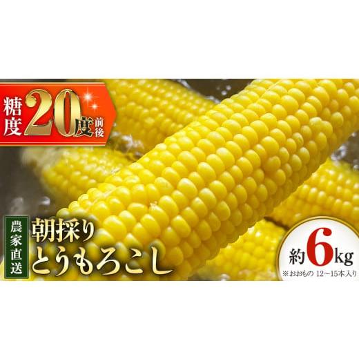 ふるさと納税 茨城県 八千代町 朝採り 農家直送 とうもろこし 6kg 「 おおもの 」【 先行予約...