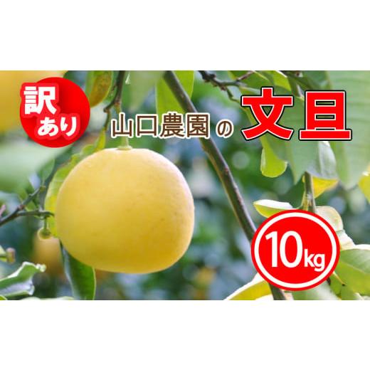 ふるさと納税 愛媛県 愛南町 先行予約 訳あり 文旦 10kg みかん 蜜柑 果物 柑橘 フルーツ ...