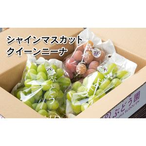 ふるさと納税 ぶどう マスカット 宮崎県 西都...の詳細画像2