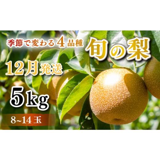 ふるさと納税 山口県 下関市 【 先行予約 】 梨 秀品 5kg セット 8玉 〜 14玉 幸水 豊...