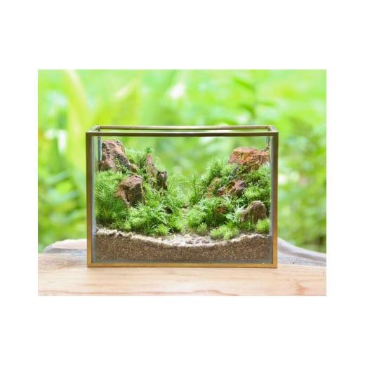 ふるさと納税 花・苗木 神奈川県 鎌倉市 《苔テラリウム・コケリウム》山岳の風景 メタルフレーム L...