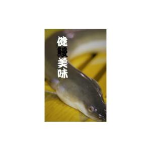 ふるさと納税 うなぎ 愛知県 西尾市 一色産う...の詳細画像4