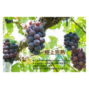 ふるさと納税 果物類 ぶどう 岡山県 真庭市 ...の詳細画像3