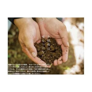 ふるさと納税 果物類 ぶどう 岡山県 真庭市 ...の詳細画像4