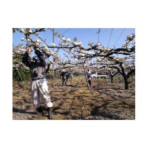 ふるさと納税 梨 鳥取県 米子市 鳥取県産梨「...の詳細画像2