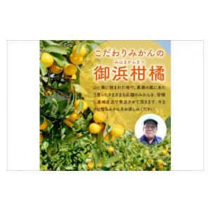 ふるさと納税 三重県 御浜町 旬のみかん又はジ...の詳細画像4