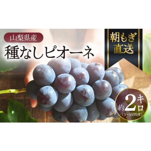 ふるさと納税 山梨県 丹波山村 歴史と伝統を受け継ぐ達人のこだわり葡萄　朝もぎ直送！『種なしピオーネ...