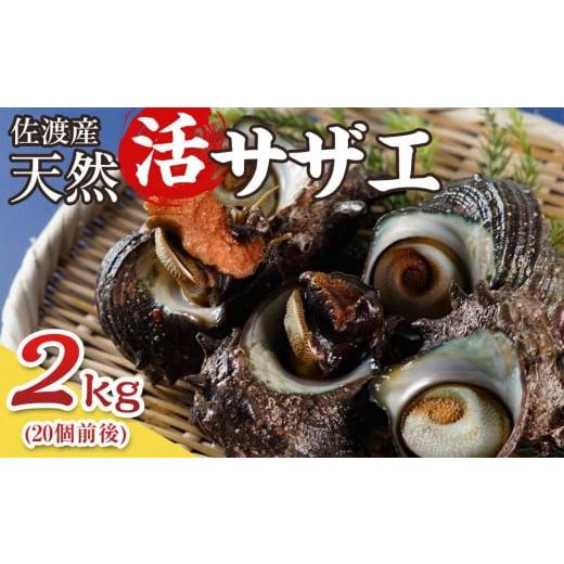 ふるさと納税 新潟県 佐渡市 サザエ 冷凍 佐渡産 2kg ( 約20個 )