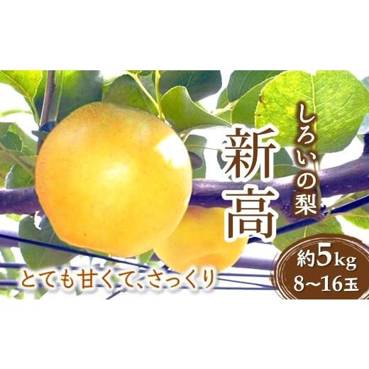 ふるさと納税 千葉県 白井市 梨 新高 5kg 8〜16玉 千葉県 白井市 しろいの梨 白井中央梨選...