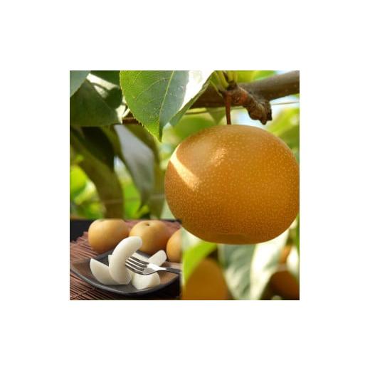 ふるさと納税 梨 鳥取県 若桜町  '26先行予約 農家さん応援 訳あり新甘泉（しんかんせん）　3k...