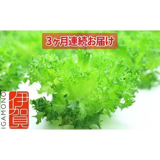 ふるさと納税 三重県 伊賀市 Leaf Mie（完全人工光型植物工場レタス）約80g×25個　3ヶ月...