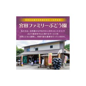 ふるさと納税 果物類 ぶどう 大分県 宇佐市 ...の詳細画像2