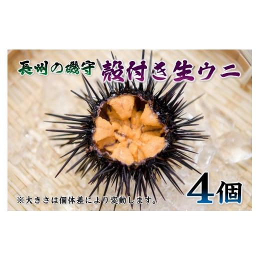 ふるさと納税 山口県 長門市 (10043)殻付きウニ  4個 生うに 雲丹  長門市 ムラサキウニ