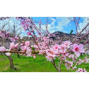 ふるさと納税 もも 青森県 南部町 先行予約 ...の詳細画像4