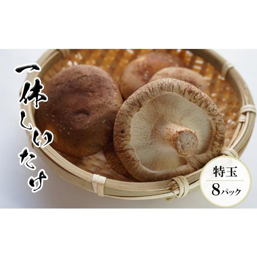 ふるさと納税 千葉県 市川市 【茎まで美味しい】一休しいたけ　特大サイズ8パック　【12203-01...