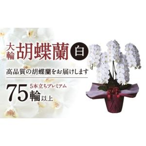 ふるさと納税 花・苗木 滋賀県 東近江市 AH-E02 大輪胡蝶蘭?白?5本立ち　プレミアム　綾羽株式会社