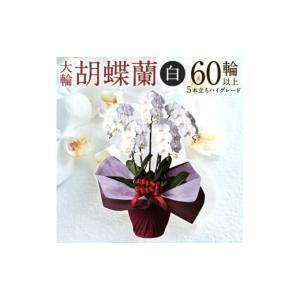 ふるさと納税 花・苗木 滋賀県 東近江市 AG09 大輪胡蝶蘭?白?5本立ち　ハイグレードタイプ　綾羽株式会社