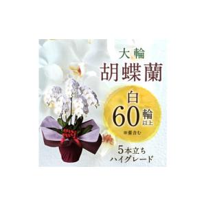 ふるさと納税 花・苗木 滋賀県 東近江市 AG...の詳細画像1