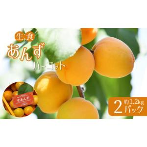 ふるさと納税 長野県 千曲市 特選 あんず ハーコット 2パック（計 約1.2kg）｜ 果物 あんず 杏 フルーツ くだもの アプリコット ハーコット 生食用 数量限定 …