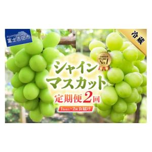 ふるさと納税 ぶどう マスカット 山梨県 富士吉田市 2026年発送 2回定期便 ジューシーで甘さ抜群 厳選シャインマスカット1kg以上×2回配送 ぶどう シャイン …