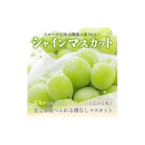 ふるさと納税 ぶどう マスカット 山梨県 富士...の詳細画像2