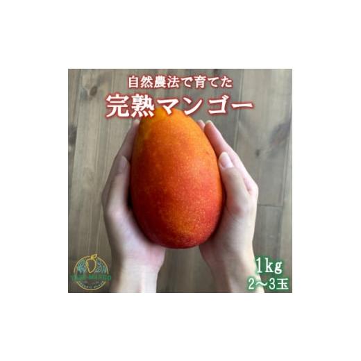 ふるさと納税 沖縄県 与那原町 田場農園の栽培期間中農薬不使用マンゴー1kg(2〜3玉)【14061...