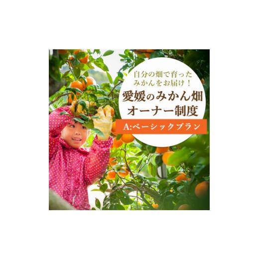 ふるさと納税 愛媛県 八幡浜市 自分の畑が持てる!みかんオーナー制度:Aベーシックプラン＜H25-1...