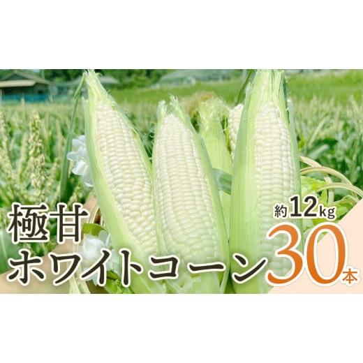 ふるさと納税 京都府 綾部市 【先行予約 6月発送】京都府産 極甘ホワイトコーン 30本（約12kg...