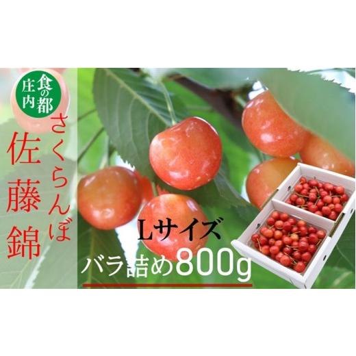 ふるさと納税 果物類 さくらんぼ 山形県 三川町  令和8年産 食の都庄内　庄内産さくらんぼ「佐藤錦...