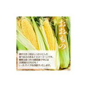ふるさと納税 とうもろこし 北海道 富良野市 ...の詳細画像3